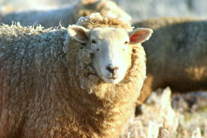 Close-up of the face of a sheep