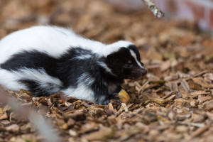 Skunk smell can be eliminated by the use of ash