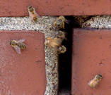bees coming in through masonry chimney