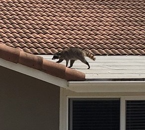 Without a chimney cap, a raccoon can enter a chimney