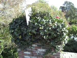 Ivy and trees on top of chimney