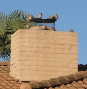 Birds on top of chimney